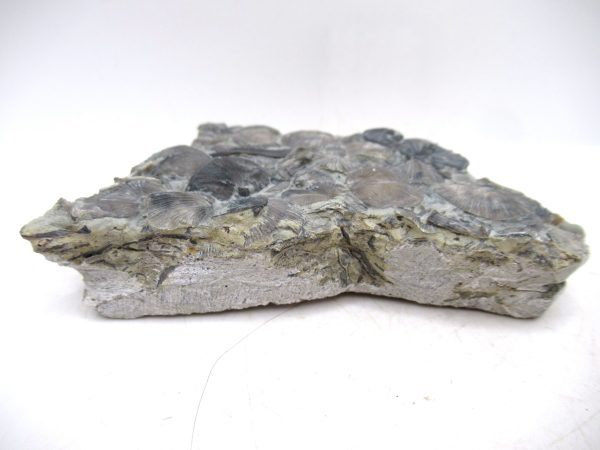 Glyptorthis Ordovician Brachiopod Fossils for Sale - Indiana #4 (3.51") - Image 3
