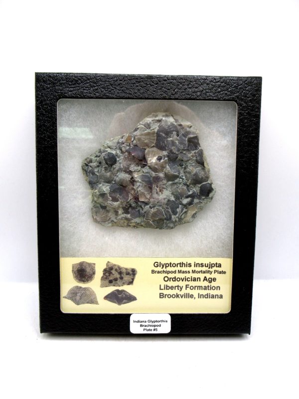 Glyptorthis Ordovician Brachiopod Fossils for Sale - Indiana #5 (3.45")
