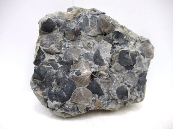 Glyptorthis Ordovician Brachiopod Fossils for Sale - Indiana #5 (3.45") - Image 2