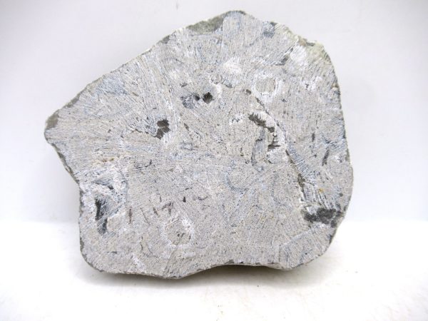 Glyptorthis Ordovician Brachiopod Fossils for Sale - Indiana #5 (3.45") - Image 4