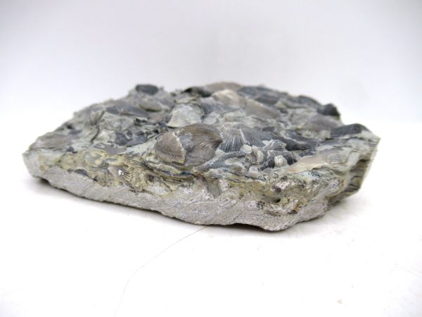 Glyptorthis Ordovician Brachiopod Fossils for Sale - Indiana #5 (3.45") - Image 3