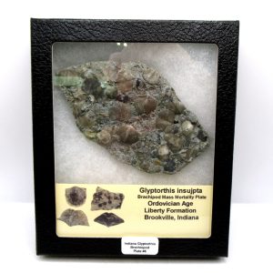 Glyptorthis Ordovician Brachiopod Fossils for Sale - Indiana #6 (4.52")