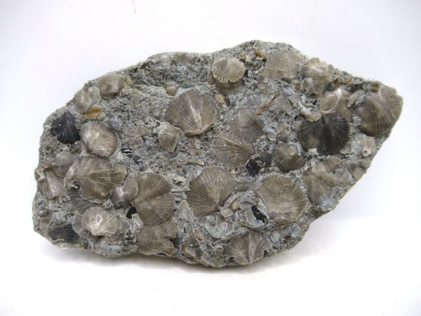 Genuine Ordovician Age Glyptorthis Brachiopods Fossils for Sale from Indiana #6a