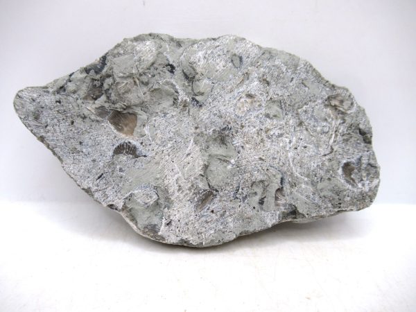 Genuine Ordovician Age Glyptorthis Brachiopods Fossils for Sale from Indiana #6b