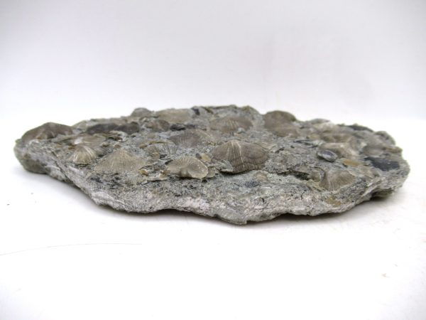 Genuine Ordovician Age Glyptorthis Brachiopods Fossils for Sale from Indiana #6c