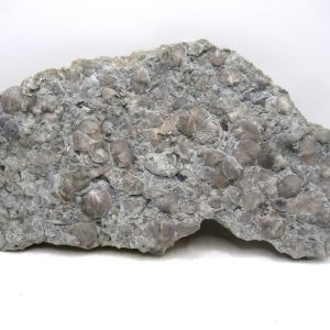 Glyptorthis Ordovician Brachiopod Fossils for Sale - Indiana #7 (8.11")