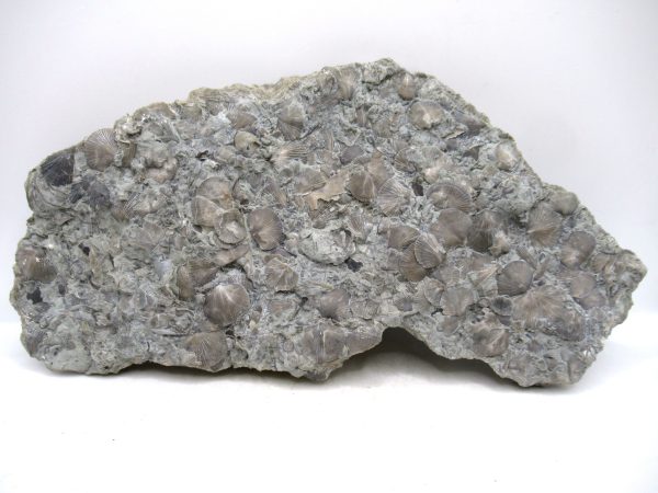 Glyptorthis Ordovician Brachiopod Fossils for Sale - Indiana #7 (8.11")