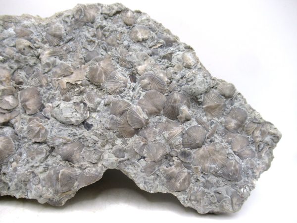 Glyptorthis Ordovician Brachiopod Fossils for Sale - Indiana #7 (8.11") - Image 7