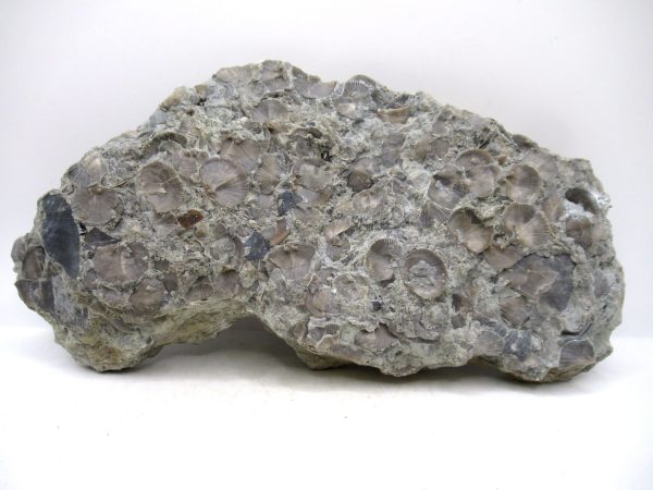 Glyptorthis Ordovician Brachiopod Fossils for Sale - Indiana #7 (8.11") - Image 6