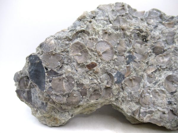Glyptorthis Ordovician Brachiopod Fossils for Sale - Indiana #7 (8.11") - Image 5