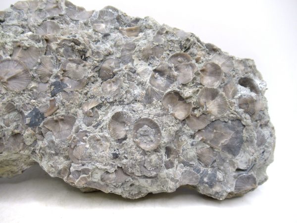 Glyptorthis Ordovician Brachiopod Fossils for Sale - Indiana #7 (8.11") - Image 4