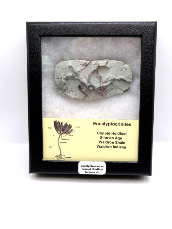 Eucalyptocrinites Silurian Crinoid Holdfast from Waldron Shale IN #1 - 2.86"