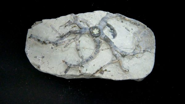 Eucalyptocrinites Silurian Crinoid Holdfast from Waldron Shale IN #1 - 2.86" - Image 2