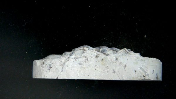 Eucalyptocrinites Silurian Crinoid Holdfast from Waldron Shale IN #1 - 2.86" - Image 3