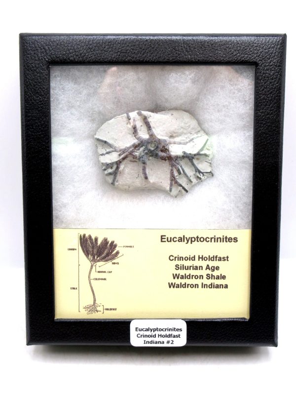 Eucalyptocrinites Silurian Crinoid Holdfast from Waldron Shale IN #2 - 2.17"