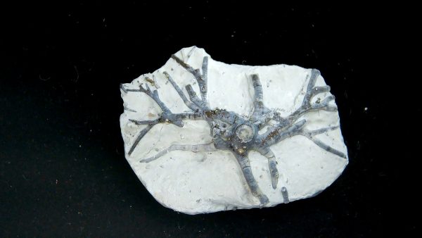 Eucalyptocrinites Silurian Crinoid Holdfast from Waldron Shale IN #2 - 2.17" - Image 2