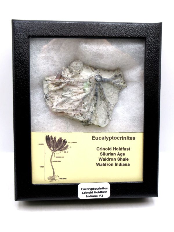 Eucalyptocrinites Silurian Crinoid Holdfast from Waldron Shale IN #3 - 2.77"