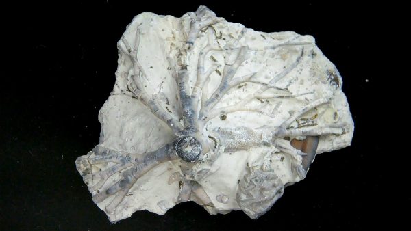 Eucalyptocrinites Silurian Crinoid Holdfast from Waldron Shale IN #3 - 2.77" - Image 2
