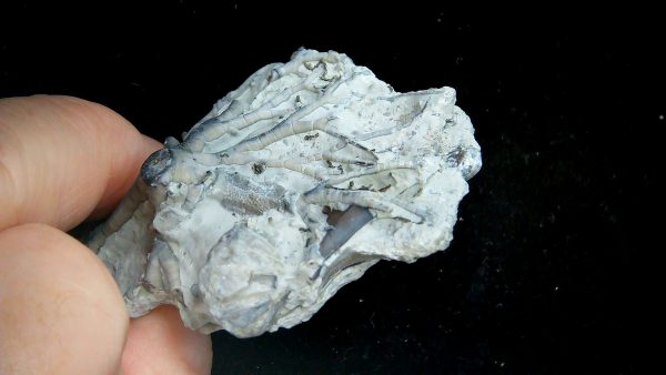 Eucalyptocrinites Silurian Crinoid Holdfast from Waldron Shale IN #3 - 2.77" - Image 3
