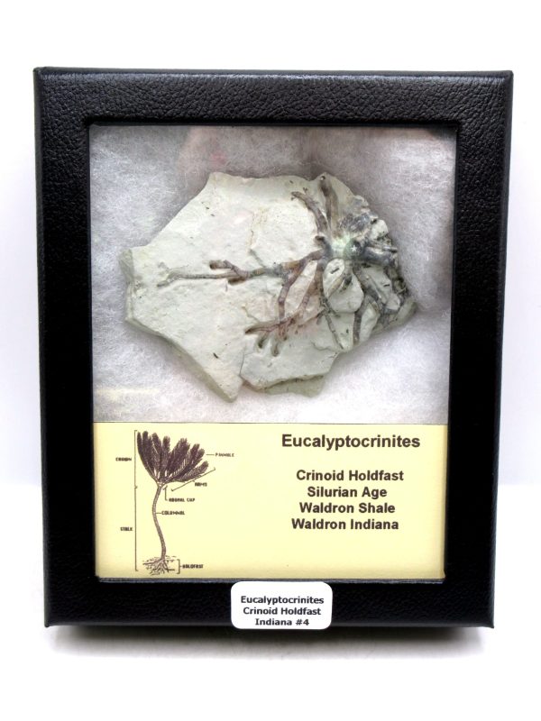 Eucalyptocrinites Silurian Crinoid Holdfast from Waldron Shale IN #4 - 3.07"