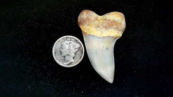 Isurus planus Miocene Shark Tooth from Shark Tooth Hill, CA #22 - 1.71"