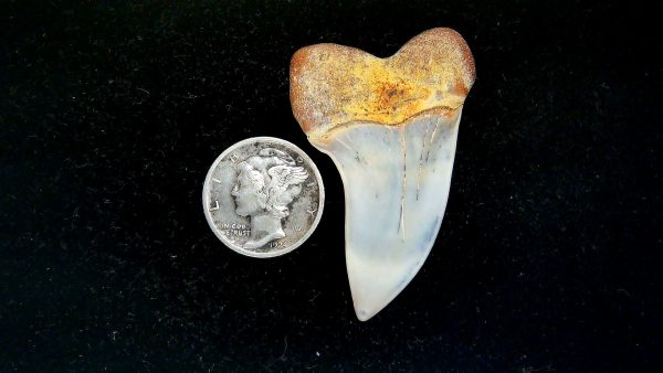 Isurus planus Miocene Shark Tooth from Shark Tooth Hill, CA #22 - 1.71" - Image 2
