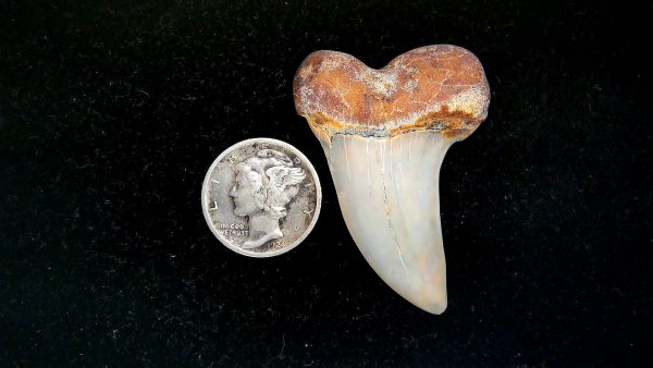 Isurus planus Miocene Shark Tooth from Shark Tooth Hill, CA #23 - 1.68"
