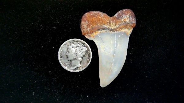 Isurus planus Miocene Shark Tooth from Shark Tooth Hill, CA #23 - 1.68" - Image 2