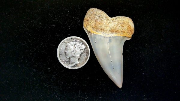 Isurus planus Miocene Shark Tooth from Shark Tooth Hill, CA #24 - 1.8"