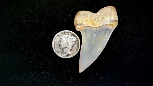 Isurus planus Miocene Shark Tooth from Shark Tooth Hill, CA #24 - 1.8" - Image 2