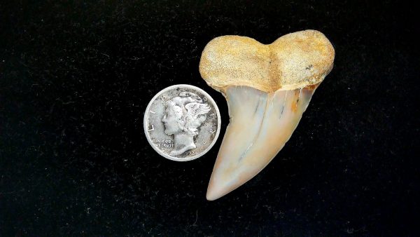 Isurus planus Miocene Shark Tooth from Shark Tooth Hill, CA #25 - 1.82"