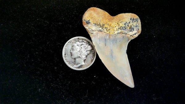 Isurus planus Miocene Shark Tooth from Shark Tooth Hill, CA #25 - 1.82" - Image 2
