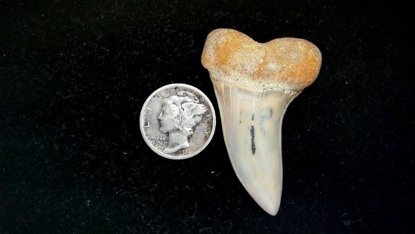 Isurus planus Miocene Shark Tooth from Shark Tooth Hill, CA #26 - 1.77"