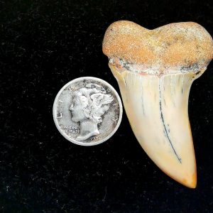 Genuine Miocene Age Isurus planus Shark Tooth Fossil for Sale from California #27