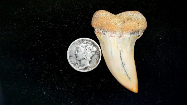 Isurus planus Miocene Shark Tooth from Shark Tooth Hill, CA #27 - 1.83"