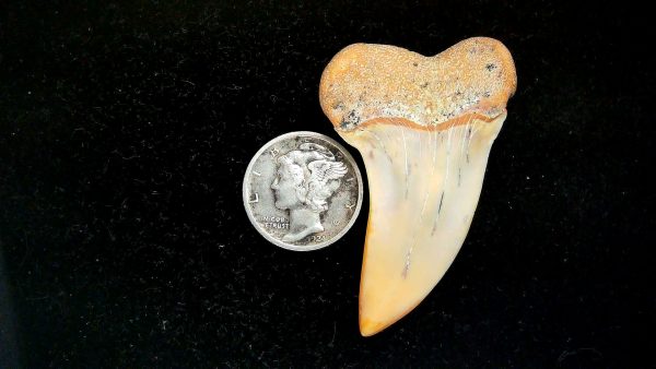 Isurus planus Miocene Shark Tooth from Shark Tooth Hill, CA #27 - 1.83" - Image 2