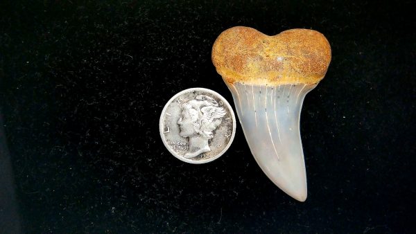 Isurus planus Miocene Shark Tooth from Shark Tooth Hill, CA #28 - 1.71"