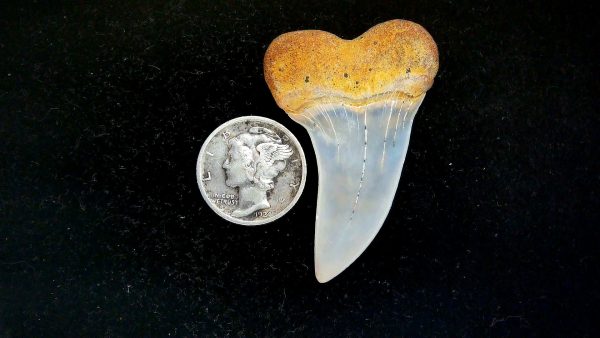 Isurus planus Miocene Shark Tooth from Shark Tooth Hill, CA #28 - 1.71" - Image 2