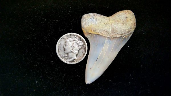 Isurus planus Miocene Shark Tooth from Shark Tooth Hill, CA #29 - 1.89"
