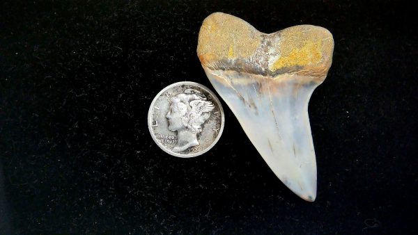Isurus planus Miocene Shark Tooth from Shark Tooth Hill, CA #29 - 1.89" - Image 2