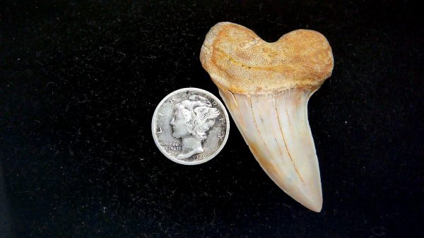 Isurus planus Miocene Shark Tooth from Shark Tooth Hill, CA #30 - 1.91"