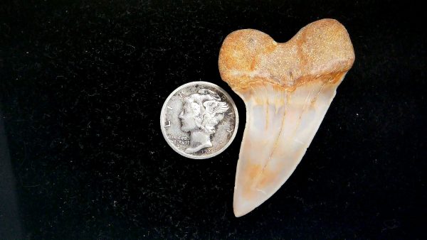Isurus planus Miocene Shark Tooth from Shark Tooth Hill, CA #30 - 1.91" - Image 2