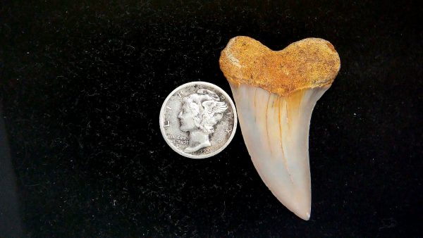 Isurus planus Miocene Shark Tooth from Shark Tooth Hill, CA #31 - 1.76"