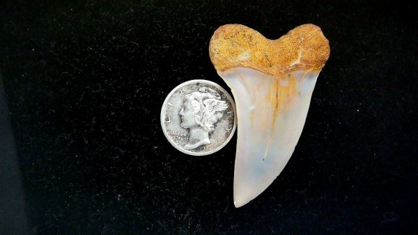 Isurus planus Miocene Shark Tooth from Shark Tooth Hill, CA #31 - 1.76" - Image 2