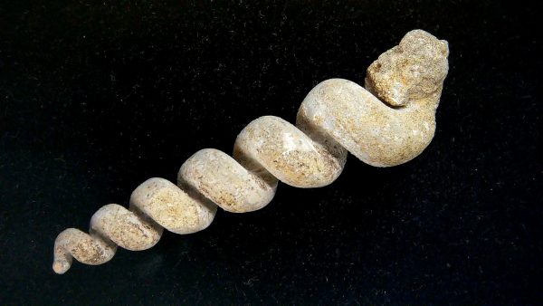 Turritella Paleocene Fossil for Sale from Maryland #1 - 3.09" - Image 2