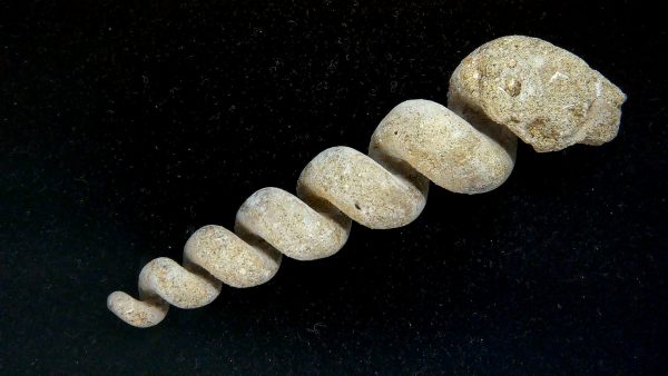 Turritella Paleocene Fossil for Sale from Maryland #1 - 3.09" - Image 3