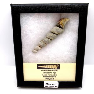 Turritella Paleocene Fossil for Sale from Maryland #2 - 3.14"