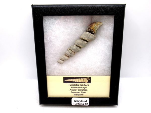 Turritella Paleocene Fossil for Sale from Maryland #2 - 3.14"
