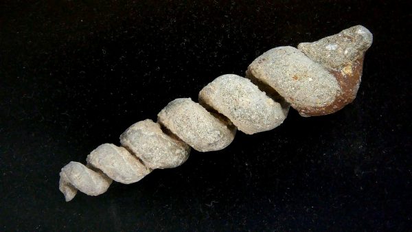Turritella Paleocene Fossil for Sale from Maryland #2 - 3.14" - Image 2