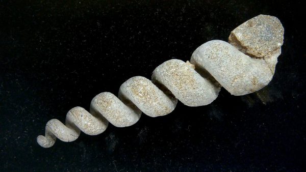 Turritella Paleocene Fossil for Sale from Maryland #3 - 3.29" - Image 3